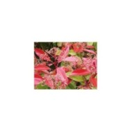 Jeunes pousses de photinia