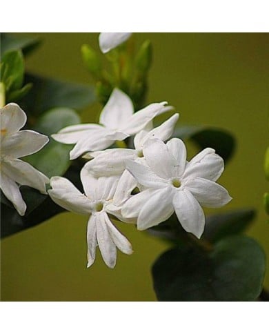 Jasmin d'Arabie Sambac