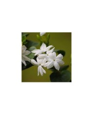 Jasmin d'Arabie Sambac