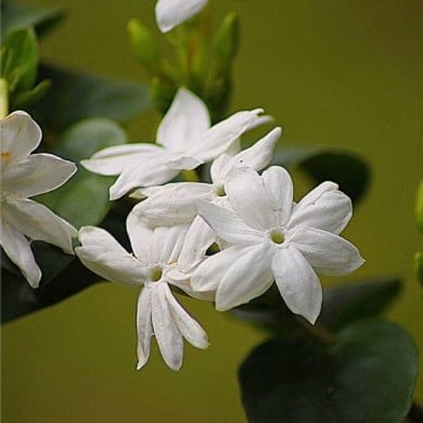 Jasmin d'Arabie Sambac