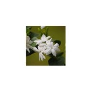 Jasmin d'Arabie Sambac