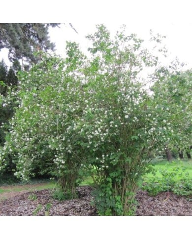 Seringat des jardins - Philadelphus coronarius (Leonora (Ellie) Enking)