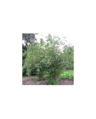 Seringat des jardins - Philadelphus coronarius (Leonora (Ellie) Enking)