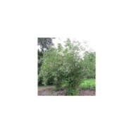 Seringat des jardins - Philadelphus coronarius (Leonora (Ellie) Enking)