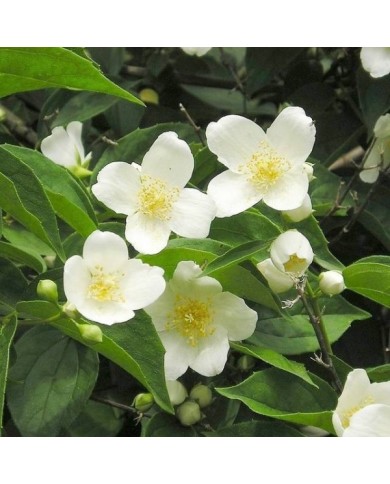 Seringat des jardins - Philadelphus coronarius (Maja Dumat)