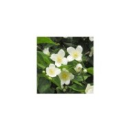Seringat des jardins - Philadelphus coronarius (Maja Dumat)