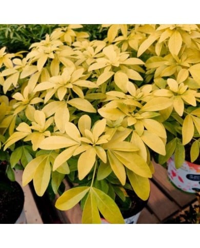 Choisy Ternata 'Sundance' (XG/Gerbeaud.com)