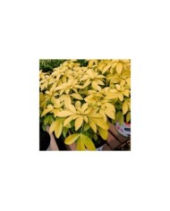 Choisy Ternata 'Sundance' (XG/Gerbeaud.com)