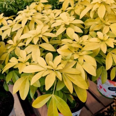 Choisy Ternata 'Sundance' (XG/Gerbeaud.com)
