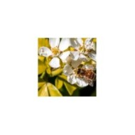 Choisya ternata 'Sundance' en fleurs