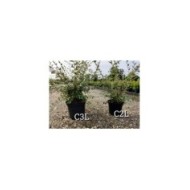 Arbustes en pots de 3 litres (gauche) et 2 litres (droite)