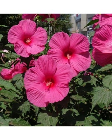 Hibiscus moscheutos à fleurs roses (Anna / Adobe Stock)