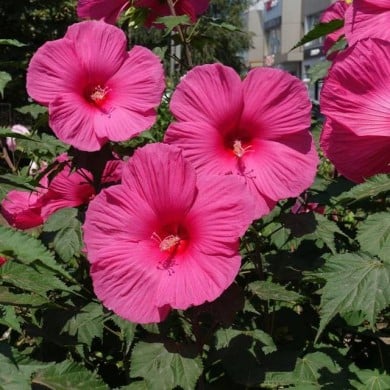 Hibiscus moscheutos à fleurs roses (Anna / Adobe Stock)