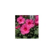 Hibiscus moscheutos à fleurs roses (Anna / Adobe Stock)