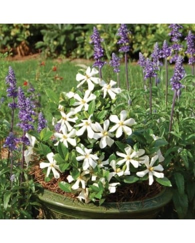 Gardénia jasminoides Pinwheel (Globe Planter)