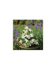 Gardénia jasminoides Pinwheel (Globe Planter)