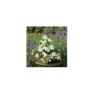 Gardénia jasminoides Pinwheel (Globe Planter)