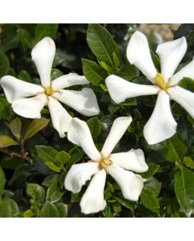 Gardénia jasminoides Pinwheel (Globe Planter)