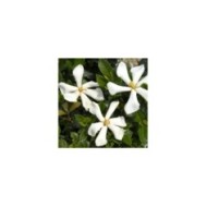 Gardénia jasminoides Pinwheel (Globe Planter)
