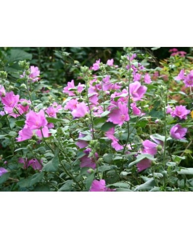 Lavatère (Mauve en arbre) 'Rosea'