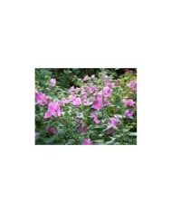 Lavatère (Mauve en arbre) 'Rosea'