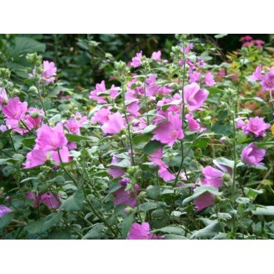 Lavatère (Mauve en arbre) 'Rosea'
