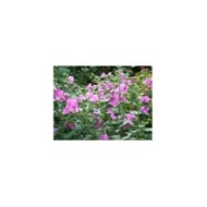 Lavatère (Mauve en arbre) 'Rosea'