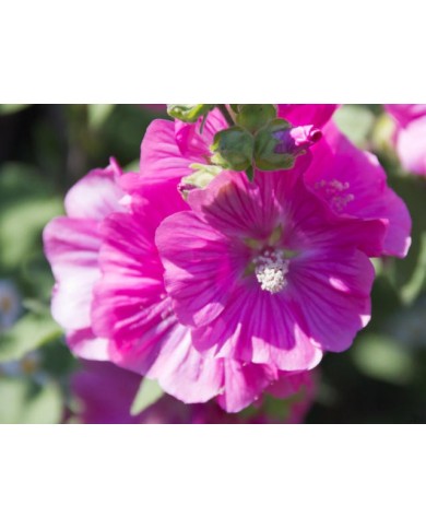 Lavatère (Mauve en arbre) 'Rosea'