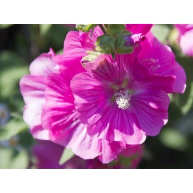 Lavatère (Mauve en arbre) 'Rosea'