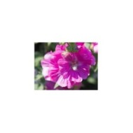 Lavatère (Mauve en arbre) 'Rosea'