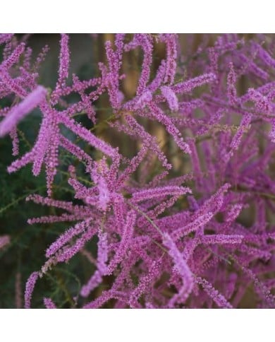 Tamaris ramosissima 'Pink cascade' (Cocosss / Adobe Stock)