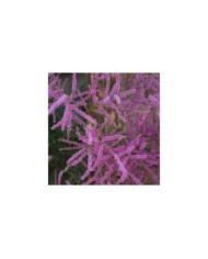 Tamaris ramosissima 'Pink cascade' (Cocosss / Adobe Stock)