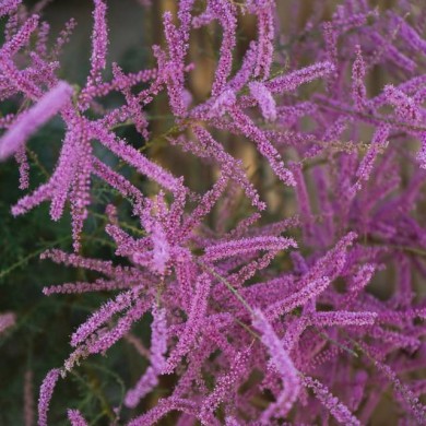 Tamaris ramosissima 'Pink cascade' (Cocosss / Adobe Stock)