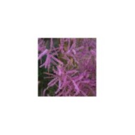 Tamaris ramosissima 'Pink cascade' (Cocosss / Adobe Stock)