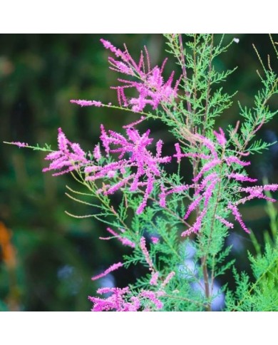 Tamaris ramosissima 'Pink cascade' (Jean Ogden Just Chaos Photography / flickr.com)