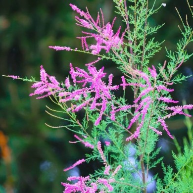 Tamaris ramosissima 'Pink cascade' (Jean Ogden Just Chaos Photography / flickr.com)