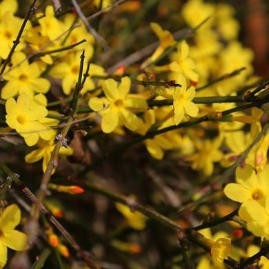 Jasmin d'hiver