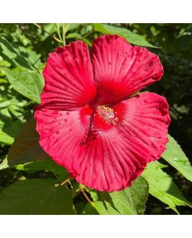 Hibiscus moscheutos à fleurs rouges (OLENA LIALINA / Adobe Stock)