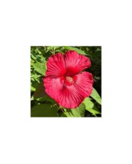 Hibiscus moscheutos à fleurs rouges (OLENA LIALINA / Adobe Stock)