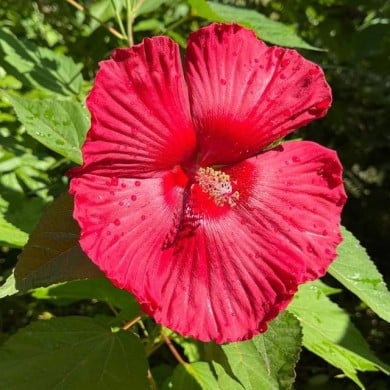 Hibiscus moscheutos à fleurs rouges (OLENA LIALINA / Adobe Stock)