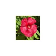 Hibiscus moscheutos à fleurs rouges (OLENA LIALINA / Adobe Stock)