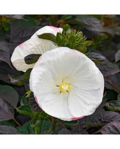 Hibiscus moscheutos Summerific® 'Cookies and Cream' (Proven Winners)