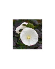 Hibiscus moscheutos Summerific® 'Cookies and Cream' (Proven Winners)