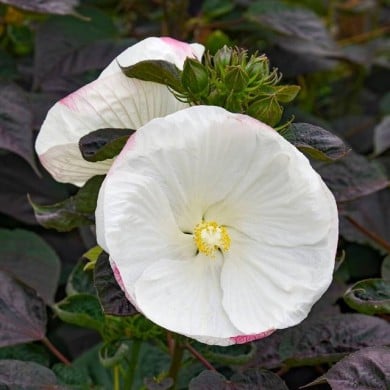 Hibiscus moscheutos Summerific® 'Cookies and Cream' (Proven Winners)