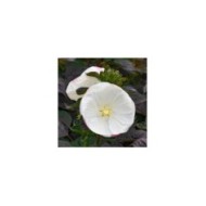 Hibiscus moscheutos Summerific® 'Cookies and Cream' (Proven Winners)
