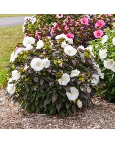 Hibiscus moscheutos Summerific® 'Cookies and Cream' (Proven Winners)