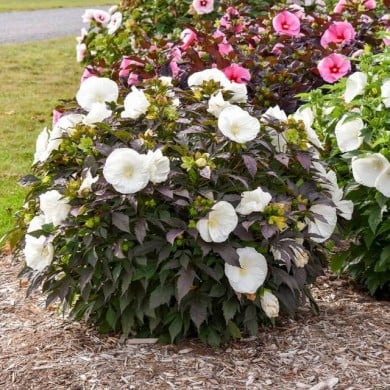 Hibiscus moscheutos Summerific® 'Cookies and Cream' (Proven Winners)