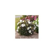 Hibiscus moscheutos Summerific® 'Cookies and Cream' (Proven Winners)