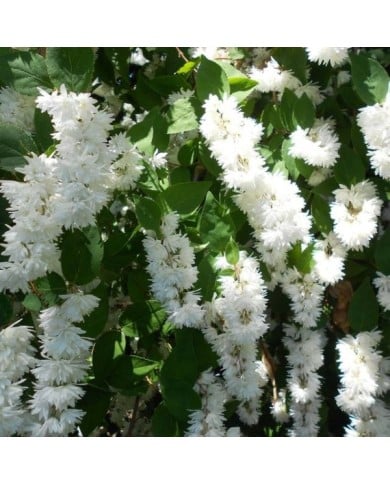 Deutzia scabra 'Pride of Rochester' (Kevin Burnett / flickr.com)