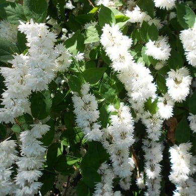 Deutzia scabra 'Pride of Rochester' (Kevin Burnett / flickr.com)